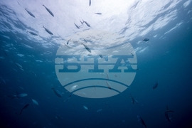 Climate Dominican Republic Coral