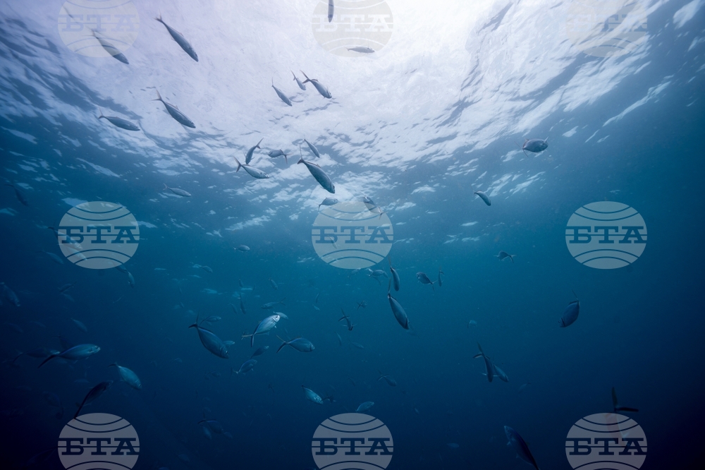 Climate Dominican Republic Coral