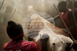 Kenya Bull Fighting Photo Gallery