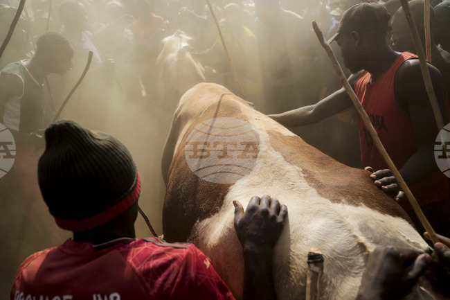 Kenya Bull Fighting Photo Gallery