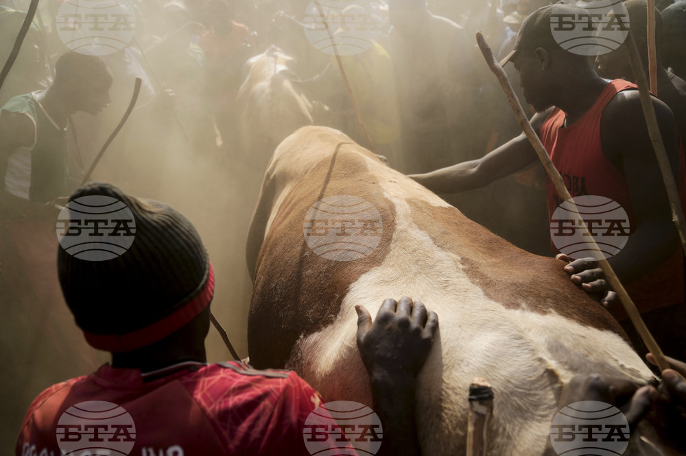 Kenya Bull Fighting Photo Gallery