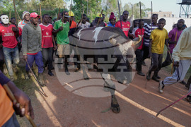 Kenya Bullfighting Photo Gallery