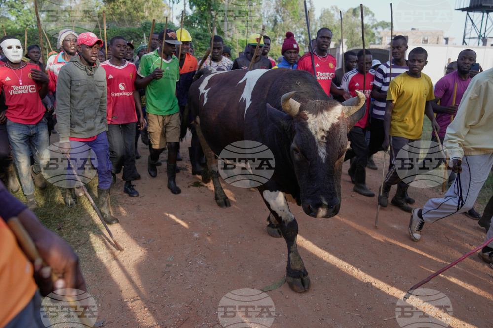 Kenya Bullfighting Photo Gallery