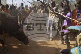 Kenya Bullfighting Photo Gallery