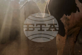 Kenya Bullfighting Photo Gallery