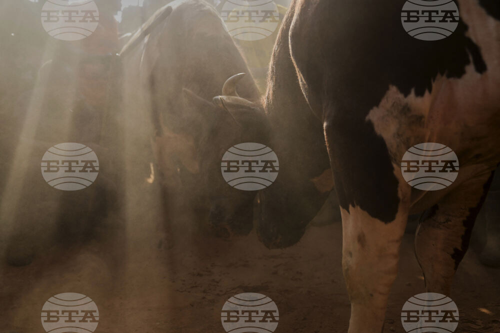 Kenya Bullfighting Photo Gallery