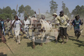 Kenya Bullfighting Photo Gallery