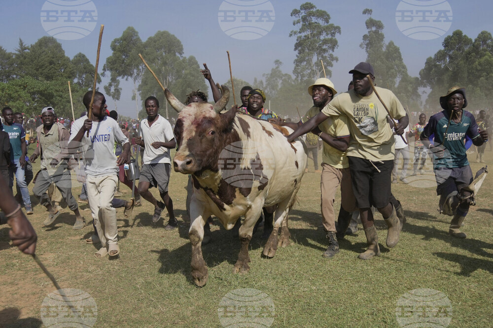 Kenya Bullfighting Photo Gallery