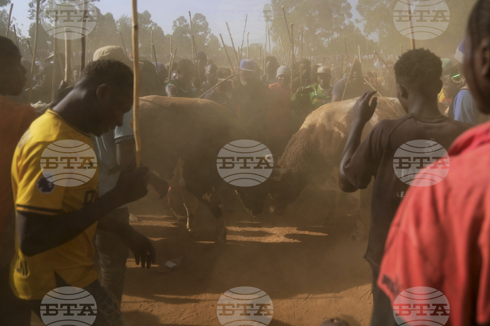 Kenya Bullfighting Photo Gallery