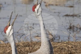 YE Nature-Animals 2025 Photo Gallery