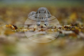 YE Nature-Animals 2025 Photo Gallery