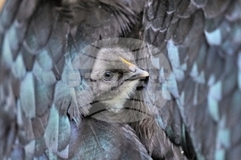 YE Nature-Animals 2025 Photo Gallery