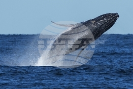 YE Nature-Animals 2025 Photo Gallery