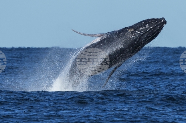 Кит беше намерен заседнал на брега на балтийското крайбрежие в Германия