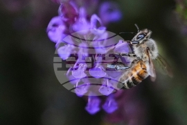 YE Nature-Animals 2025 Photo Gallery