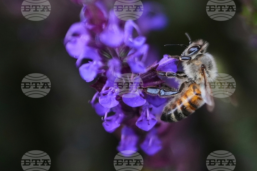 YE Nature-Animals 2025 Photo Gallery