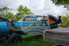 YE Nature-Animals 2025 Photo Gallery