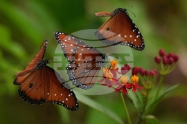 YE Nature-Animals 2025 Photo Gallery