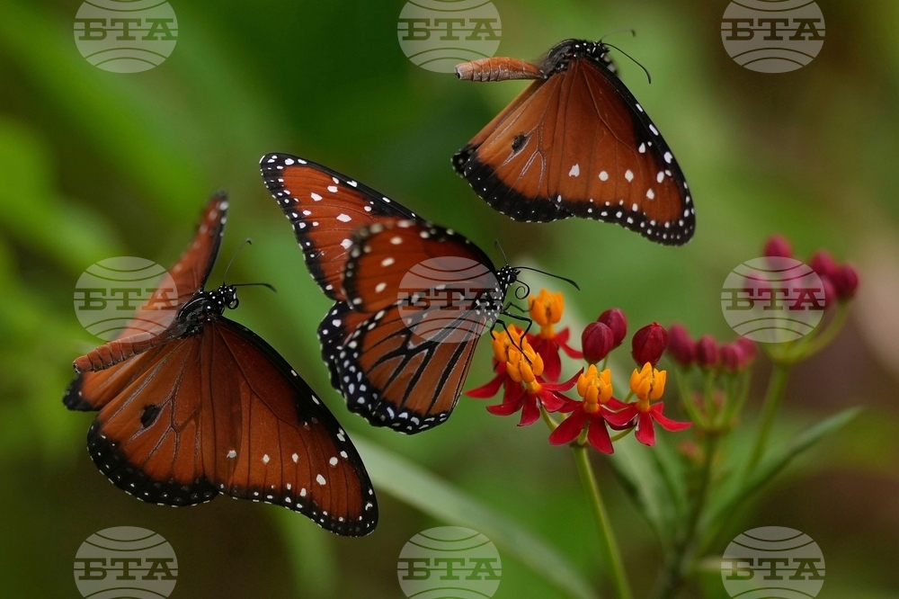 YE Nature-Animals 2025 Photo Gallery