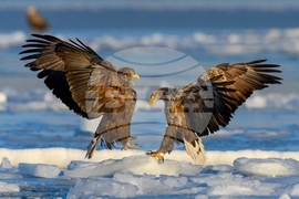 YE Nature-Animals 2025 Photo Gallery