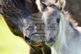 YE Nature-Animals 2025 Photo Gallery