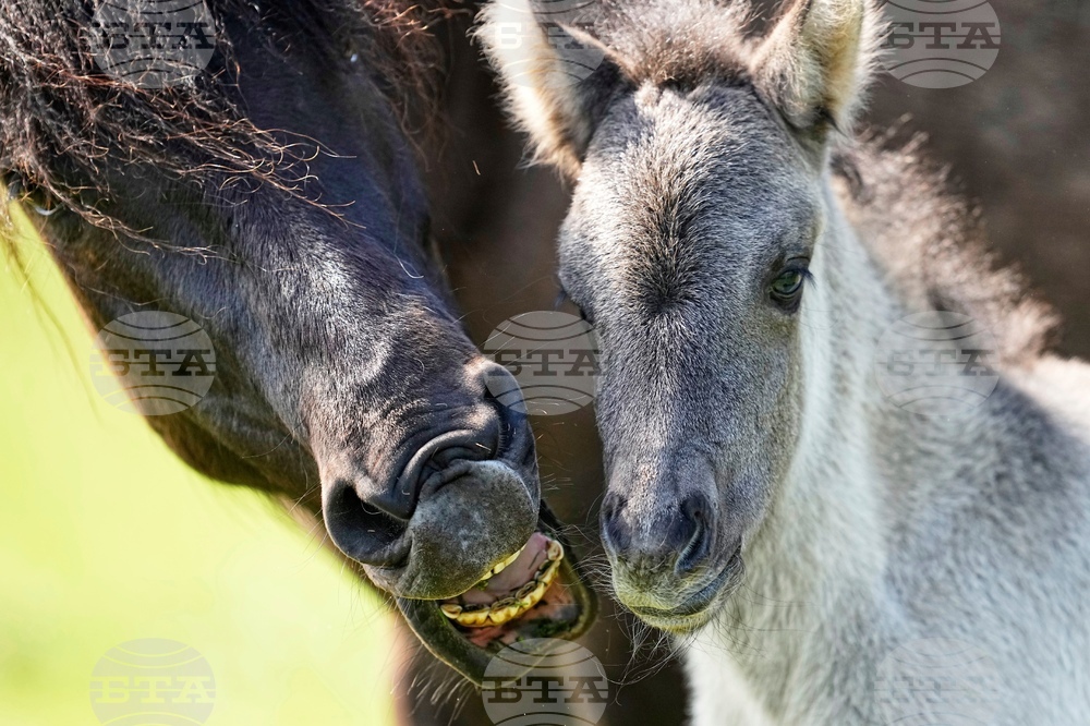 YE Nature-Animals 2025 Photo Gallery