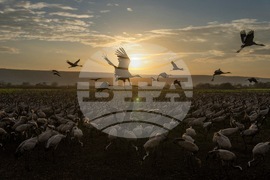 YE Nature-Animals 2025 Photo Gallery