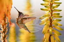 YE Nature-Animals 2025 Photo Gallery