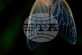 YE Nature-Animals 2025 Photo Gallery