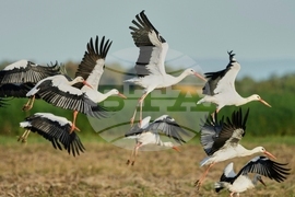 YE Nature-Animals 2025 Photo Gallery