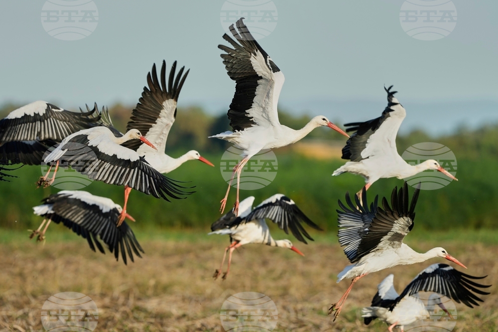 YE Nature-Animals 2025 Photo Gallery