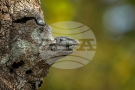 YE Nature-Animals 2025 Photo Gallery