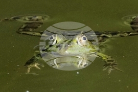 YE Nature-Animals 2025 Photo Gallery