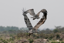 YE Nature-Animals 2025 Photo Gallery