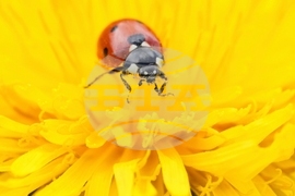 YE Nature-Animals 2025 Photo Gallery