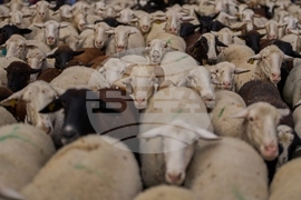 YE Nature-Animals 2025 Photo Gallery