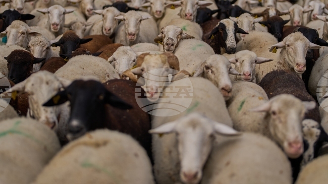 473 000 животни са умъртвени досега в Гърция поради шарка по овцете и козите; властите изключват ваксинация