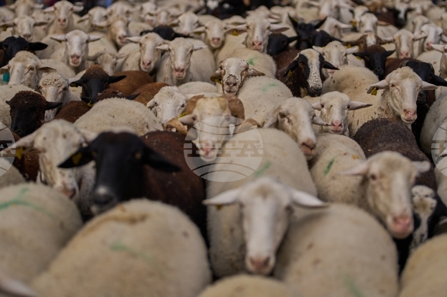 473 000 животни са умъртвени досега в Гърция поради шарка по овцете и козите; властите изключват ваксинация