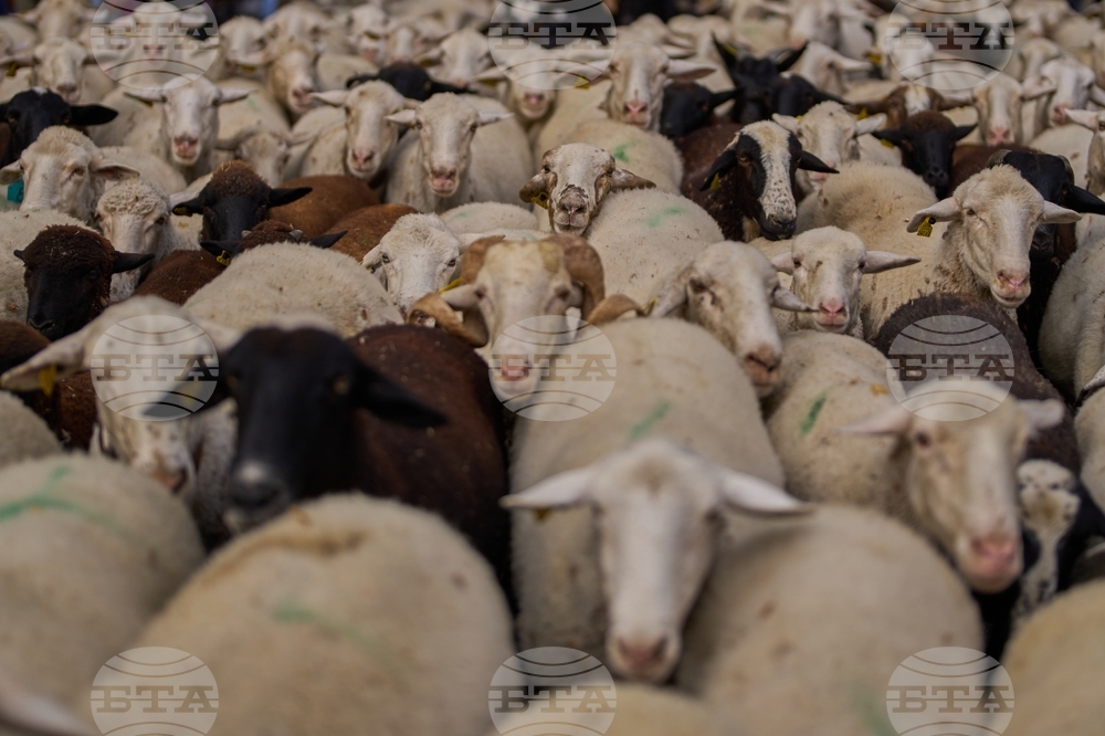 YE Nature-Animals 2025 Photo Gallery