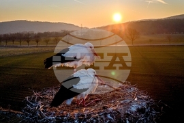 YE Nature-Animals 2025 Photo Gallery