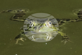 YE Nature-Animals 2025 Photo Gallery