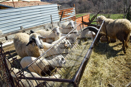 Село Полето - изглед