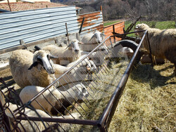 Село Полето - изглед