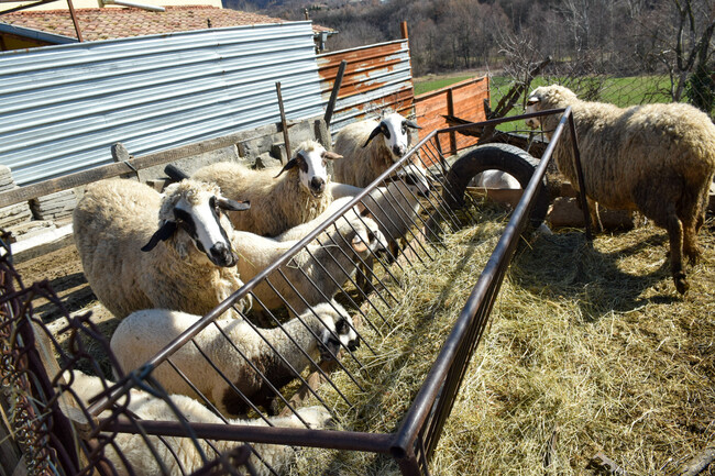 Bulgaria Agricultural Census 2020 Shows Dive in Number of Holdings, Rise in Size Since 2010