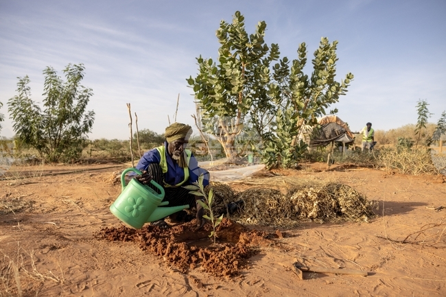 Mauritania Desert Firefighters