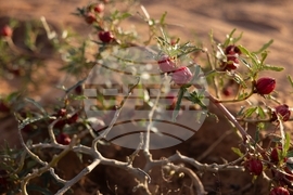Mauritania Desert Firefighters
