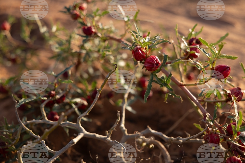 Mauritania Desert Firefighters