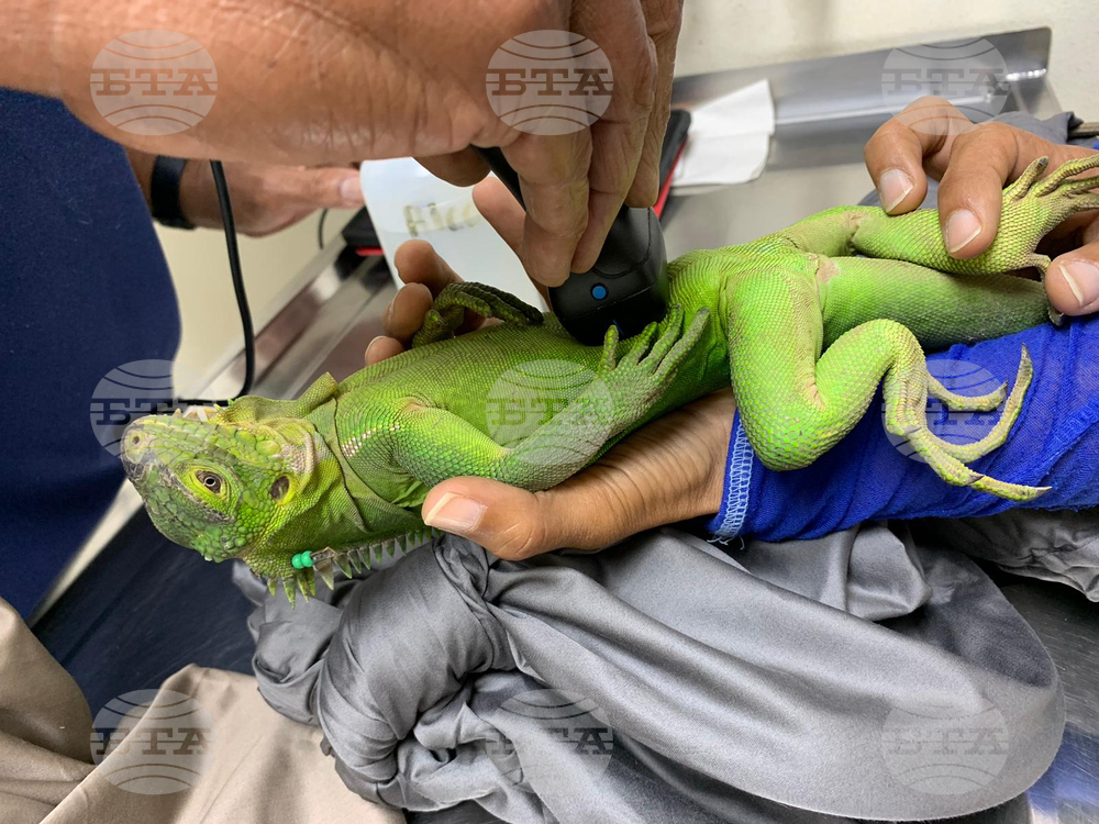 Dominica Saving Iguanas