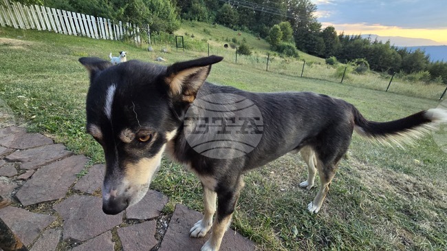 Програма за овладяване популацията на безстопанствените кучета приеха съветниците в Мизия 