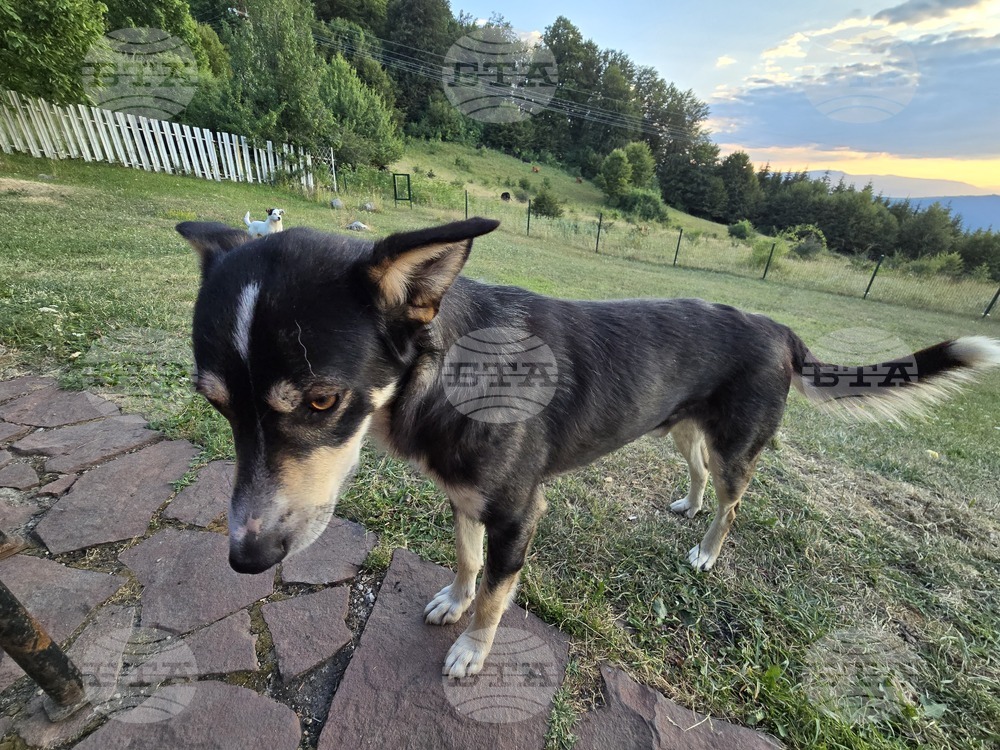 Програма за овладяване популацията на безстопанствените кучета приеха съветниците в Мизия 